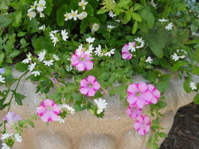 Dead heading petunias + caring for petunias correctly! | bluegraygal