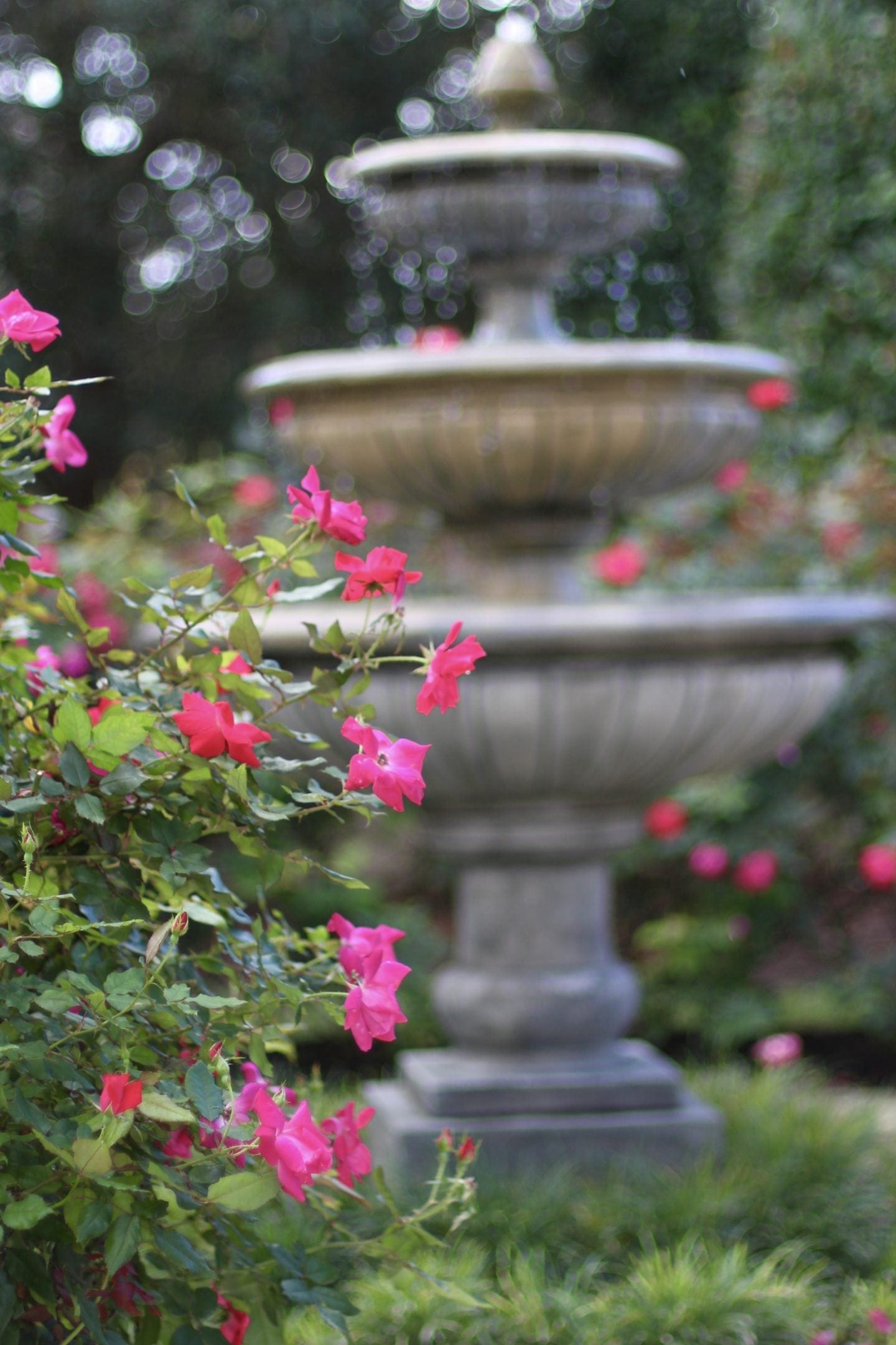 knock-out-roses-images-of-how-we-use-them-in-our-landscaping-and