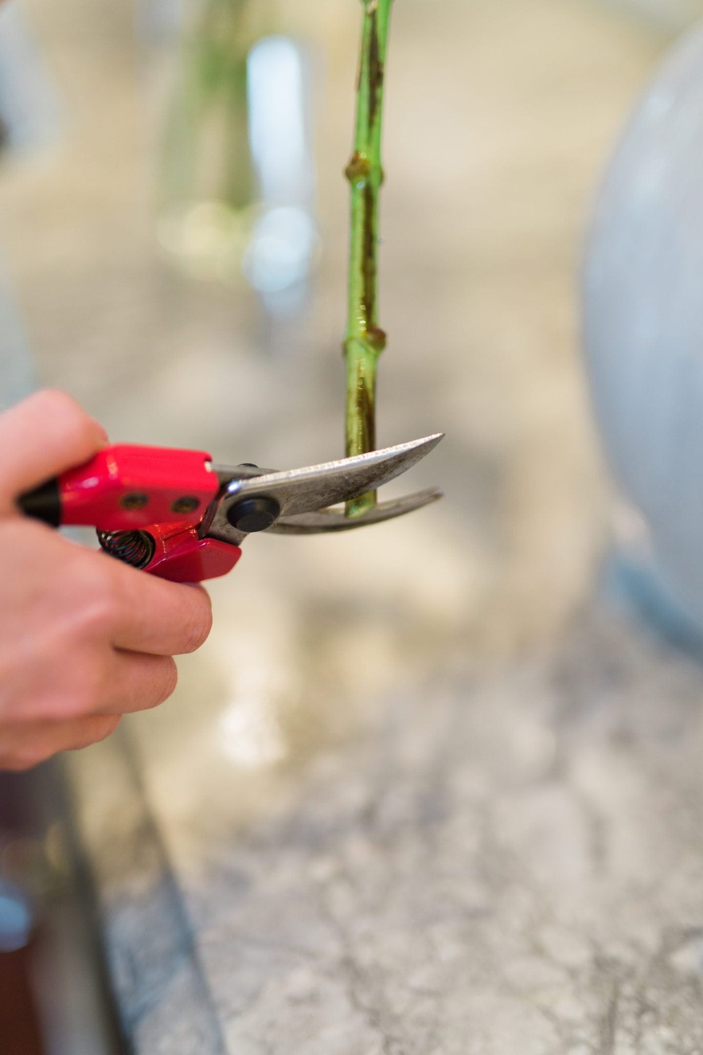 Aprende a cortar las flores correctamente y a mantenerlas vivas durante más tiempo.