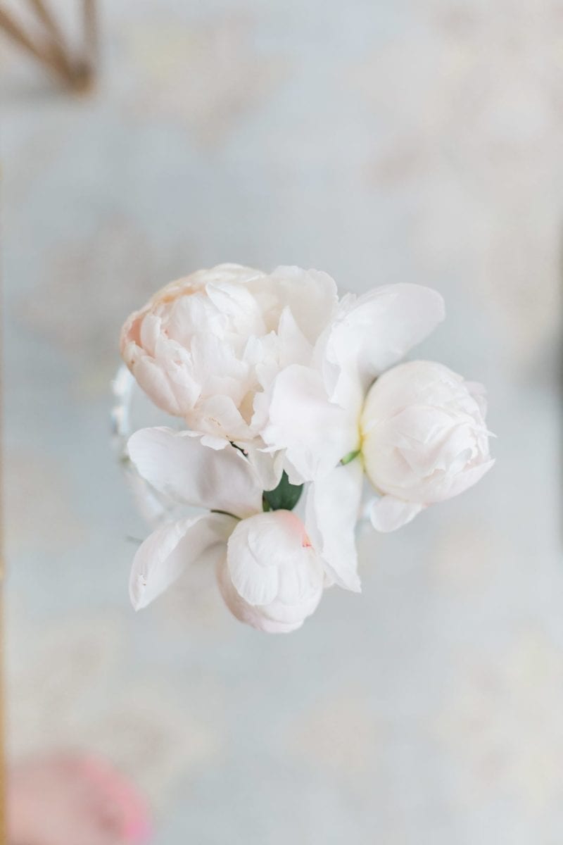 How long do Peonies Bloom and can you store them? YES! | bluegraygal