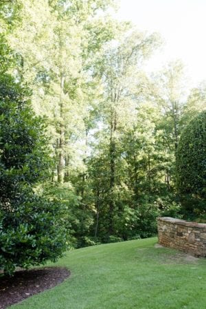 A Tour of my Yard & Privacy Trees for Backyard I recommend! | bluegraygal