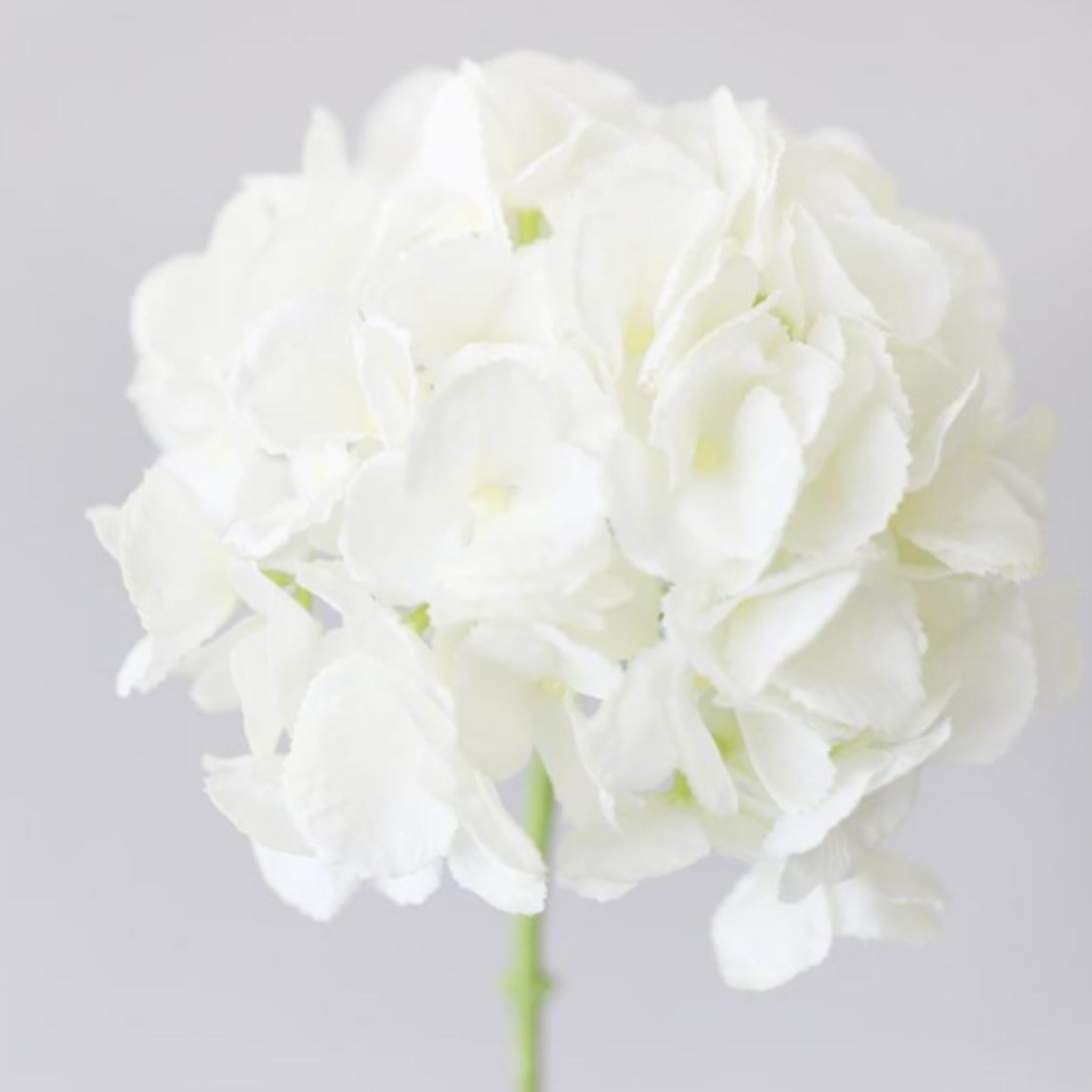 White Hydrangea